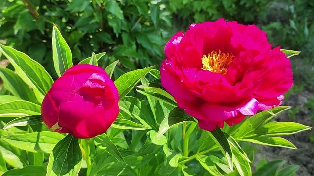 Ранний пион, который нравится всем.