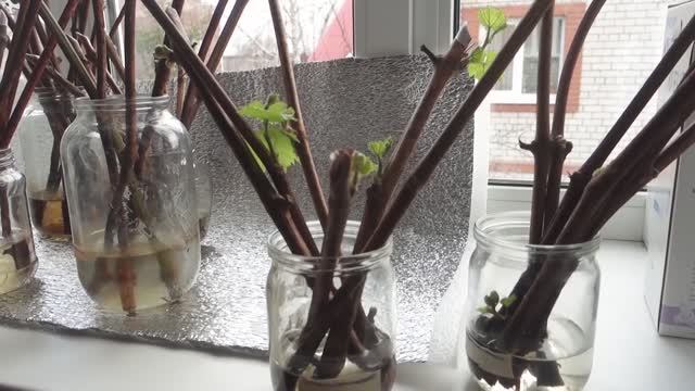 2. Проращивание черенков винограда - самый простой способ. Часть вторая.