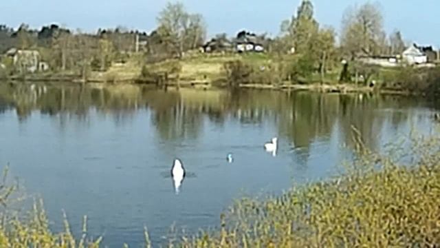 Лебеди на Озере - Псковская область - 2018