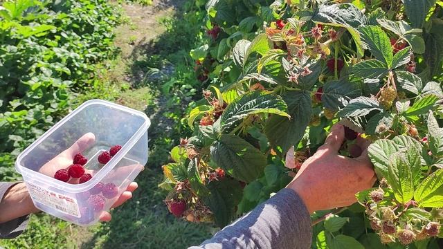 Ремонтантная малина Карамелька. Мой любимый сорт.