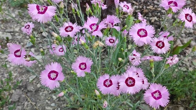 Прогулка по нашему цветущему саду.