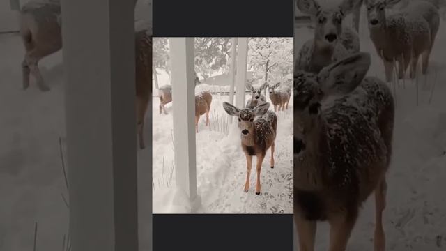 ВИДЕОЗАЛИПАЛКА животные _19