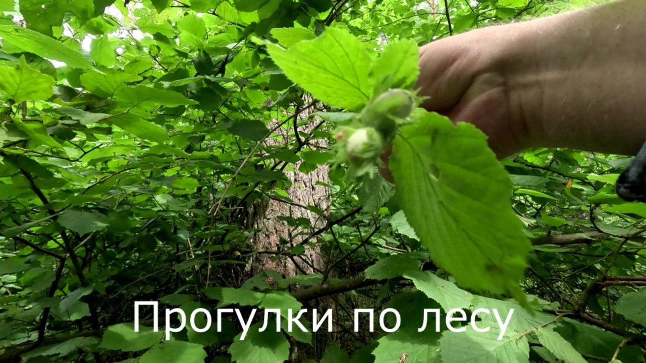 4 июля 2024.  Эту неделю грибы есть. Орешник с орехами. Подосиновиков нет.