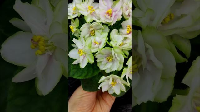 Фиалка ЕК-Танец Кувшинок