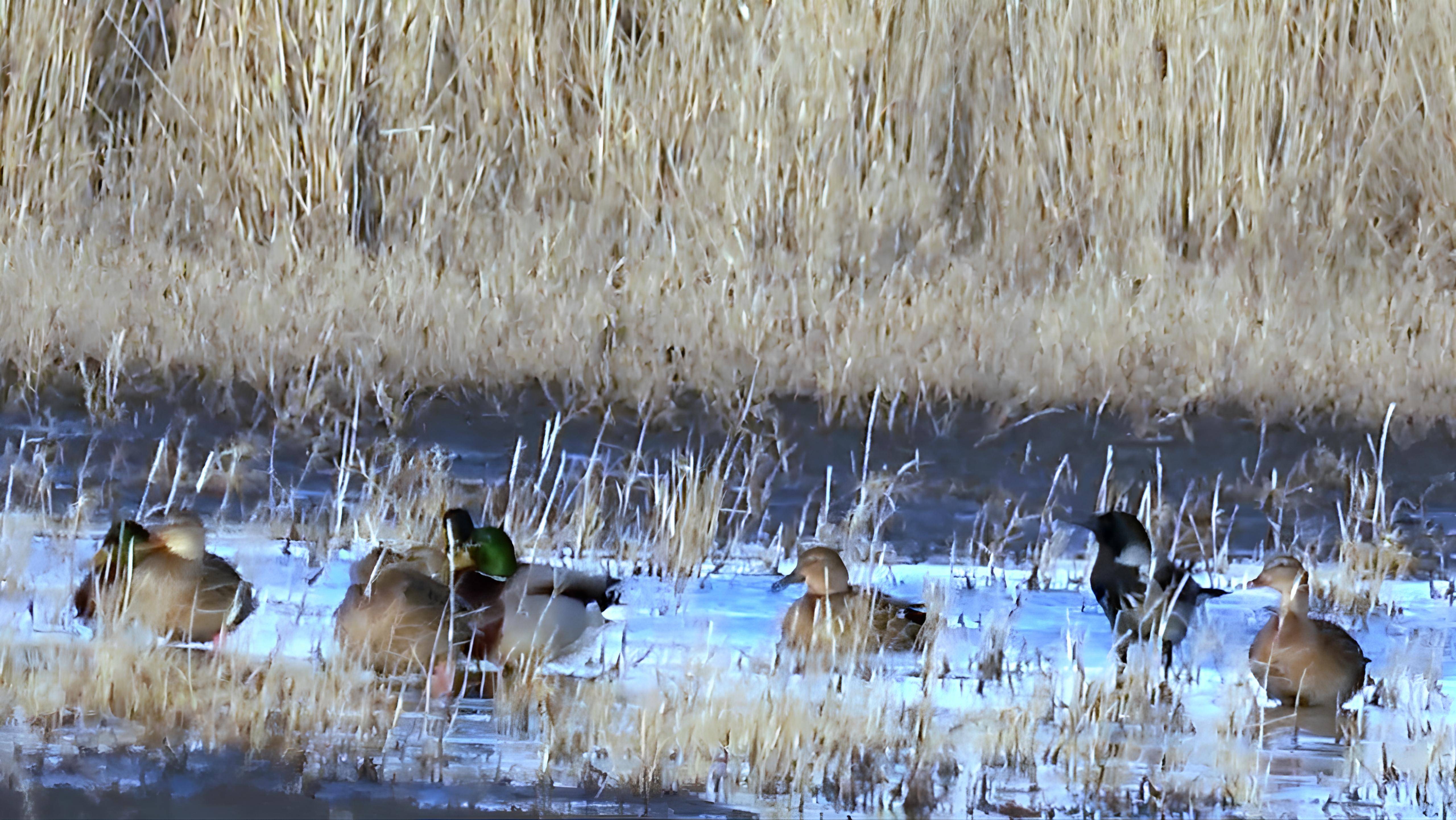 ПОШЁЛ НА ЗАЙЦА, А НАШЁЛ - УТОК! НО КАК К НИМ ПОДОЙТИ? САМАЯ АЗАРТНАЯ ОХОТА С ДЕДОВСКИМ РУЖЬЁМ