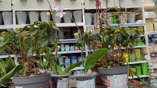 06.10.24.Орхидеи в Лемана ПРО(ЛЕРУА МЕРЛЕН)