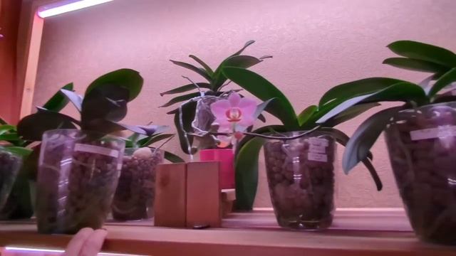 04.10.24.Орхидеи..потихоньку продаю свою коллекцию..но не всех)))