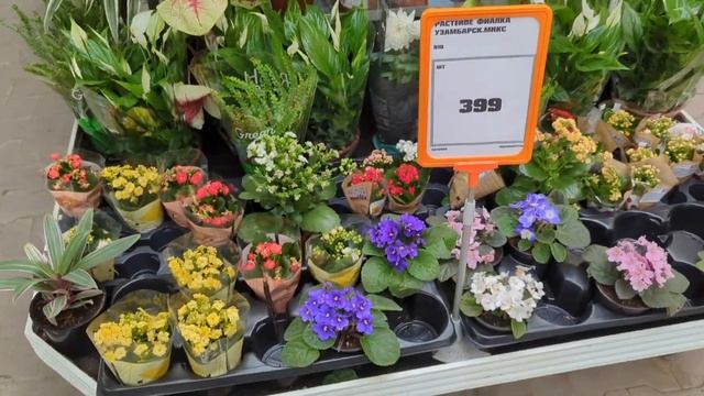 27.09.24.Орхидеи и море Хризантем в Оби Мега Парнас.