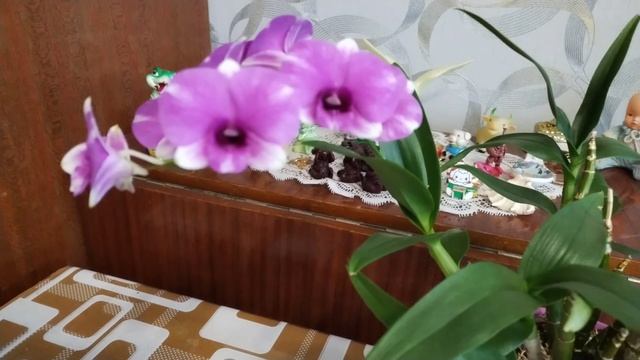 Дендробиум фаленопсис. Первоцвет 2025 года. Полный роспуск 💞