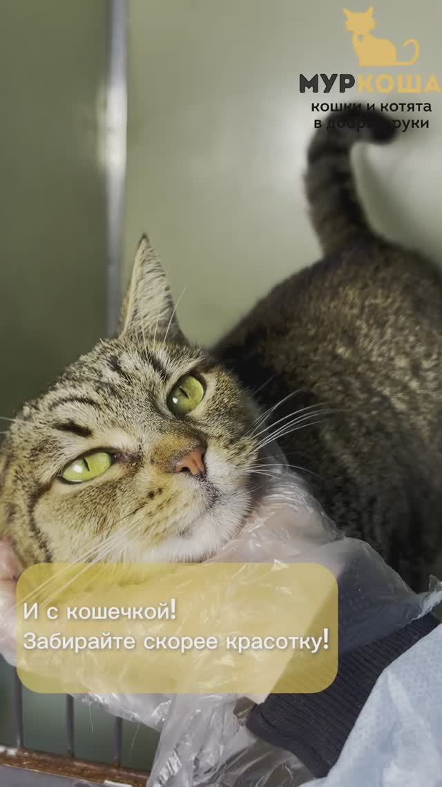 Сильва (уже дома)