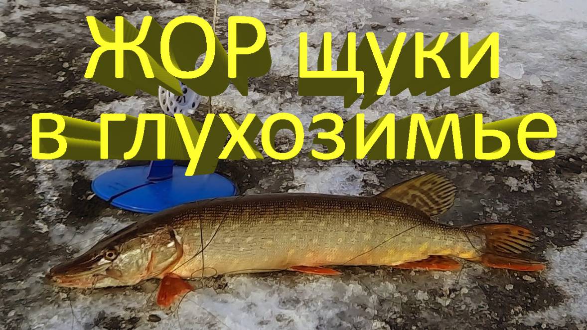 🔥 Попал на ЖОР ЩУКИ в глухозимье. Щука на жерлицы в январе. Рыбалка на Исаковском водохранилище 🔥