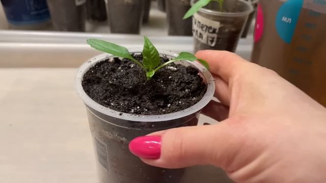 ПЕРЕЦ ПЕРЕСАЖИВАЮ только так и он отлично растет!