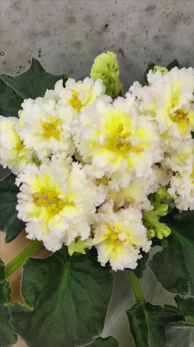 Фиалка ЕК-Одуванчики