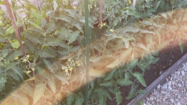 ТОМАТЫ 100% ЗАВЯЖУТ, ЕСЛИ ВОВРЕМЯ ПОДКОРМИТЬ ЭТИМ КОКТЕЙЛЕМ!