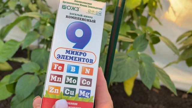 ВАШ ПЕРЕЦ УДИВИТ ОГРОМНЫМ УРОЖАЕМ, ТОЛЬКО ПОДКОРМИТЕ ОДИН РАЗ!