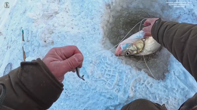 Зимняя рыбалка 8.01.2025 проверка перемёта  на верхогляда.