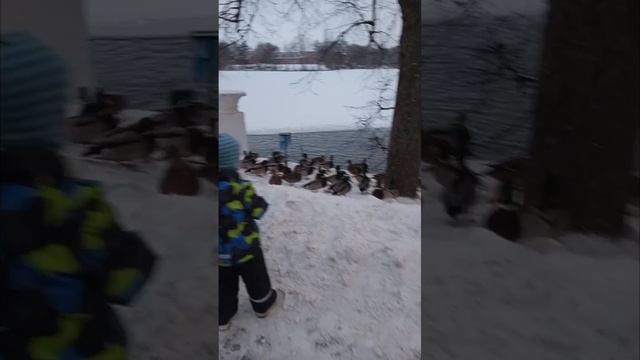 Утки на пруду 🦢