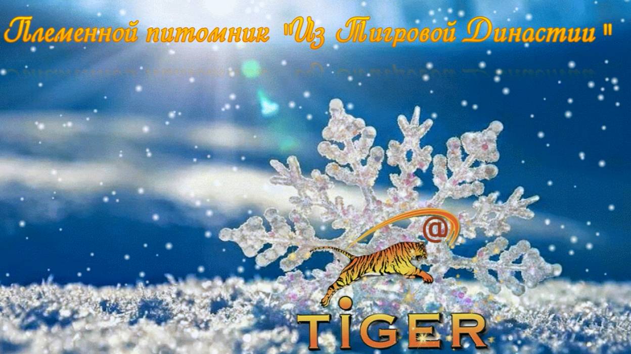 Наши новогодние активности