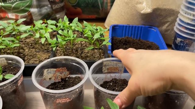 Такую ПИКИРОВКУ ПЕРЕЦ даже не почувствует! Отличный состав грунта для перца!