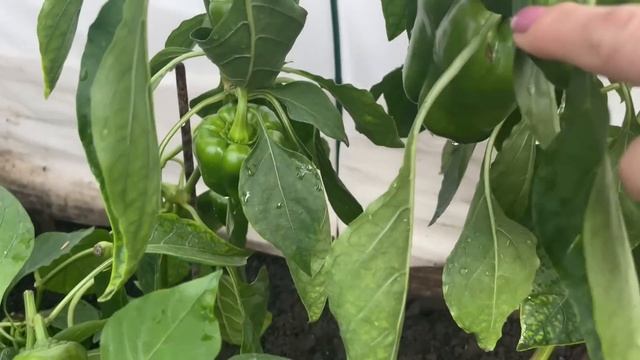 Самый УРОЖАЙНЫЙ ПЕРЕЦ буду выращивать в сезоне 2023г!