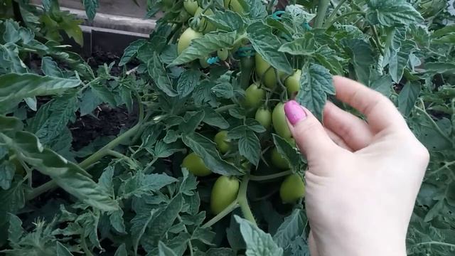 ЛУЧШЕЕ НАТУРАЛЬНОЕ УДОБРЕНИЕ ДЛЯ ТОМАТОВ И ПЕРЦЕВ! УВЕЛИЧИВАЕТ УРОЖАЙ В 2 РАЗА!