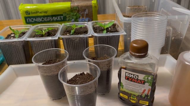 СЕЮ ПЕРЕЦ ПРОСТЫМ СПОСОБОМ, ВСХОЖЕСТЬ 100%!