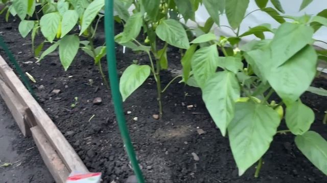 ПЕРЕЦ очень любит эту ПОДКОРМКУ, ускоряет налив плодов! Уход и формирование