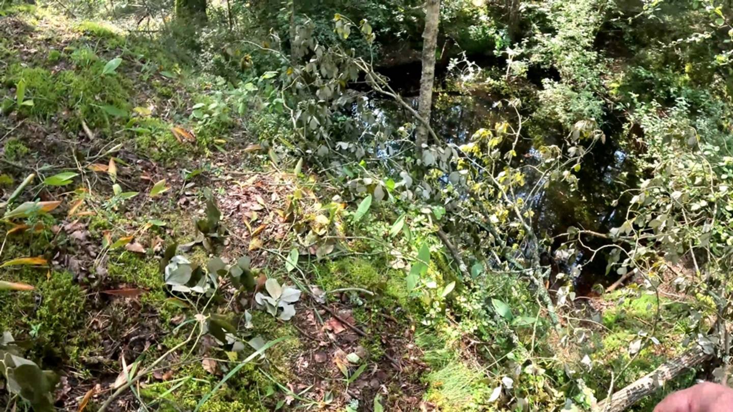 8 августа 2024  Возле водоема, где раньше стояла фотоловушка