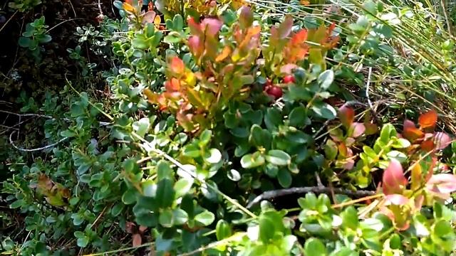 Делу время потехе час на C#