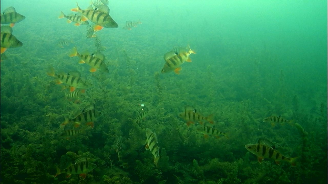 Рыбалка на карстовом озере. Подводная съёмка. Орлан белохвост.