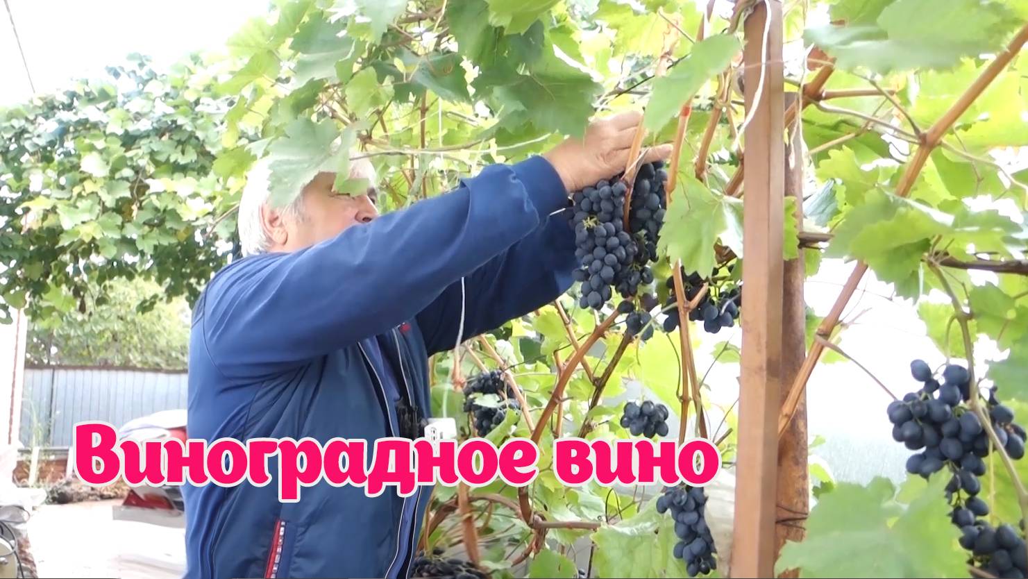 Раньше я тоже думал, что это сложно. Виноград Молдова. Вино в домашних условиях.