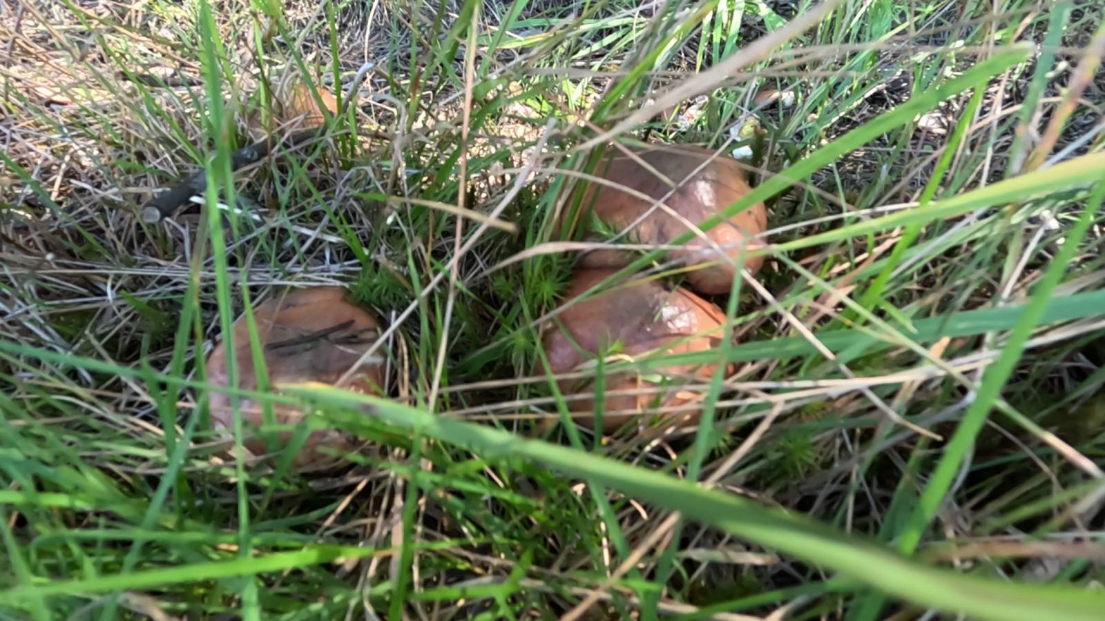 Масленок осенний. Изобилие хороших грибов. Берём только лучшие