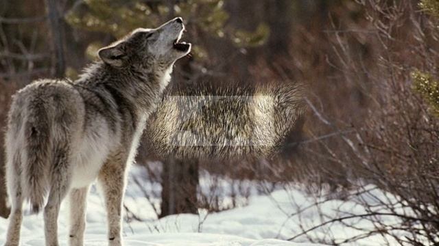 Волчья честь