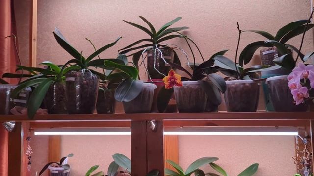 29.10.24.Орхидеи запустили цветоносы..скоро зацветут! Все пеньки с детками..