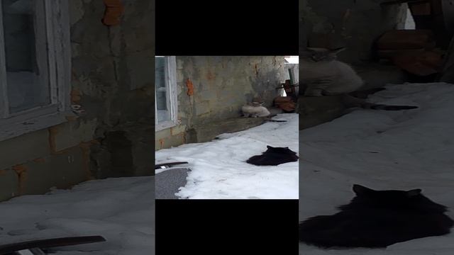 Утро, и мои коты на улице 2