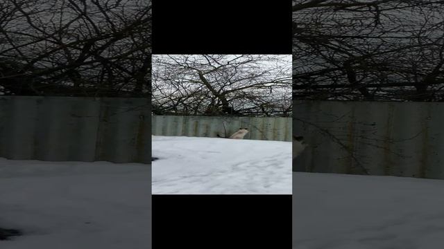 утро, и мои коты на улице 4