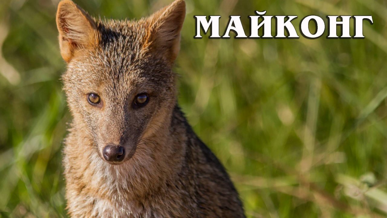 Майконг: Лиса-крабоед из Южноамериканской саванны | Интересные факты про лисиц