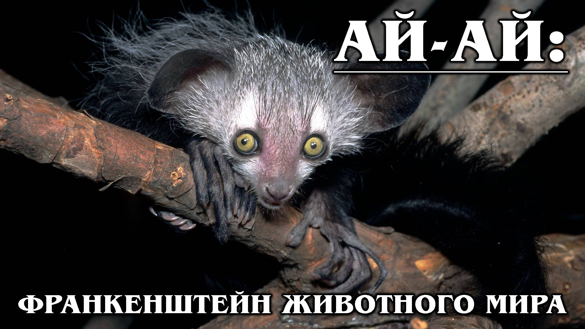 АЙ-АЙ (Мадагаскарская руконожка): Самый странный примат | Интересные факты про руконожку