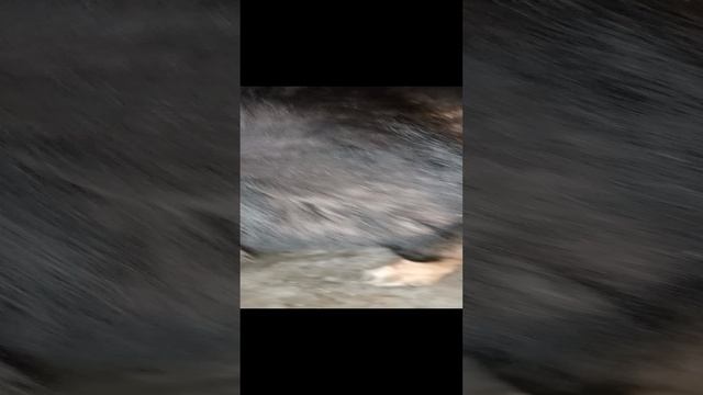 Смесь немецкой овчарки