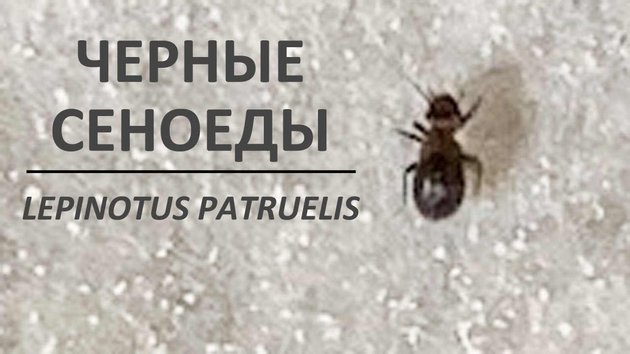 Черные сеноеды Lepinotus patruelis, которые заводятся дома в крупе - и средство для их уничтожения