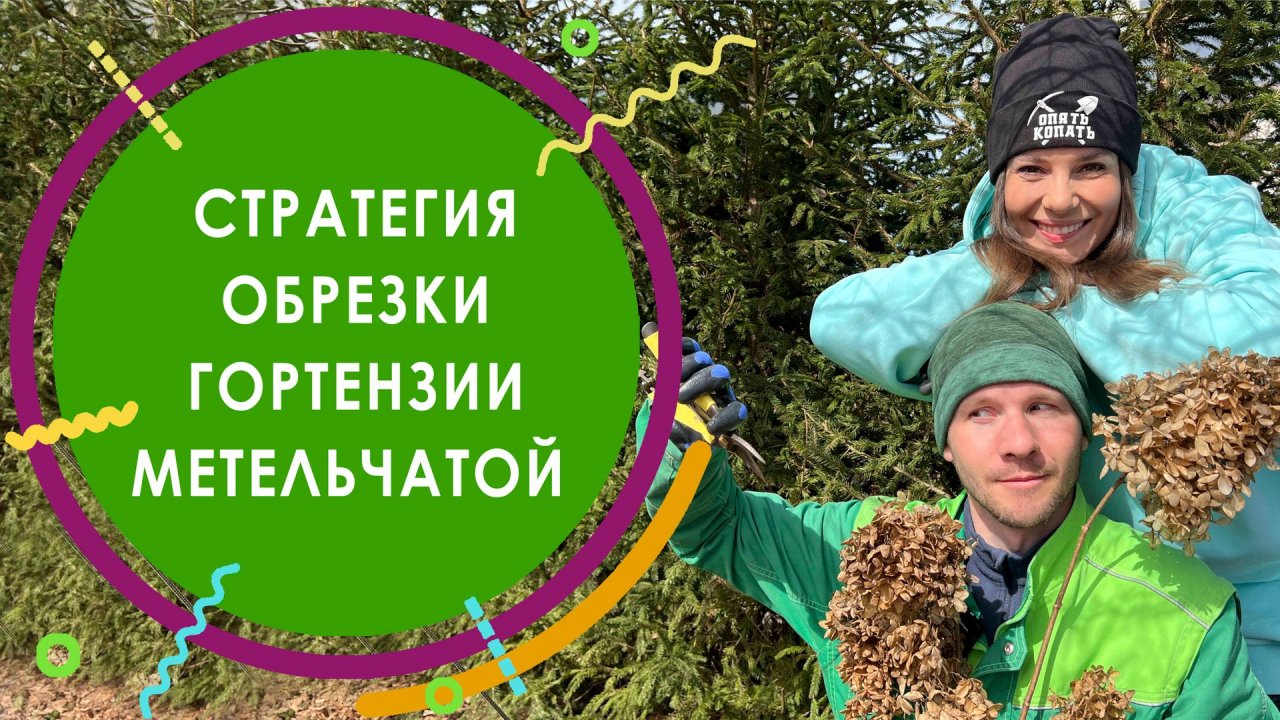 Стратегия обрезки гортензии метельчатой