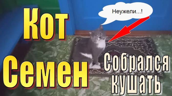 Как коты и кошки себя ведут, когда хотят кушать.