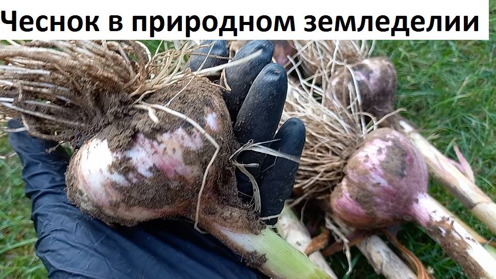 Чеснок в природном земледелии.