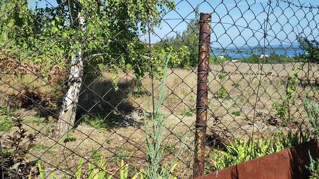 Скальный можжевельник Блю Эрроу. Тонкости выращивания.