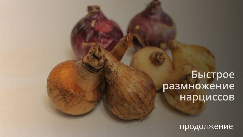 Быстрое  размножение нарциссов. Результат