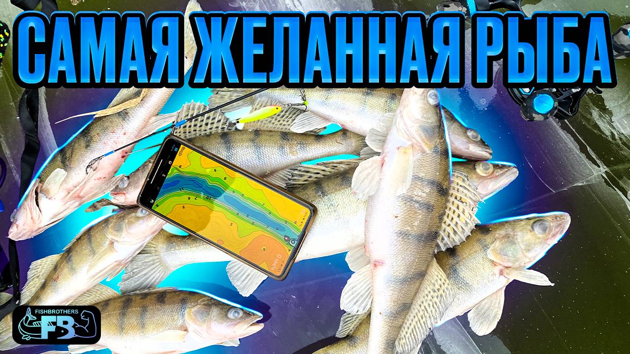 Половили берша по первому льду!