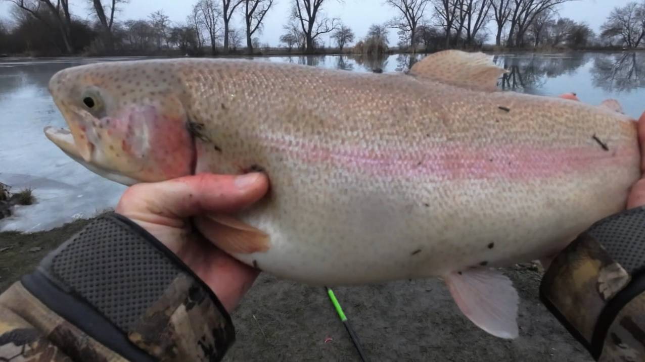 ДОНКА, СЫР И ТРОФЕЙ. СЕЗОН ОТКРЫТ ТРОФЕЕМ!