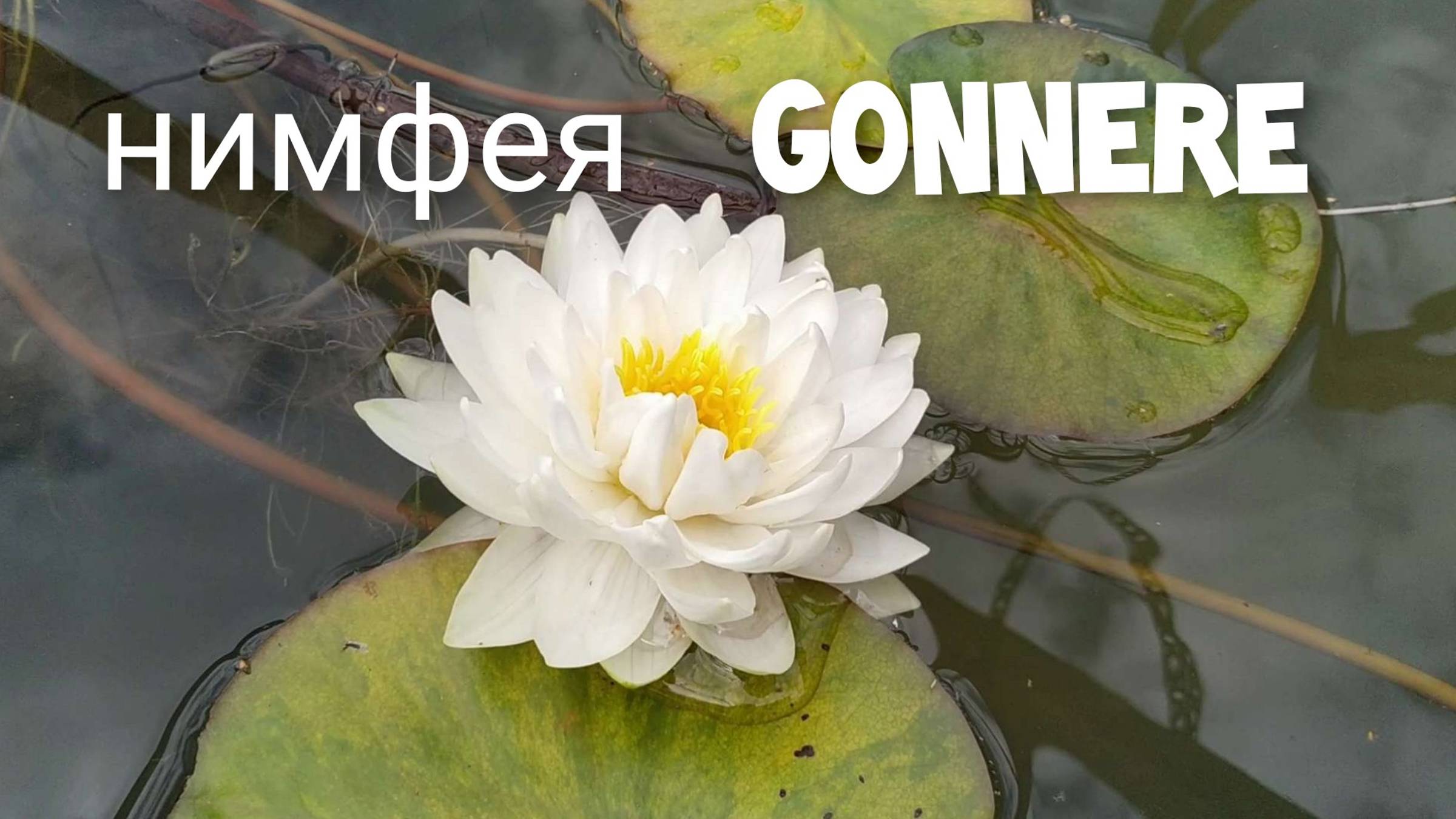 Кувшинка (нимфея) Гонера . Water lily (nymphaea) Gonnere