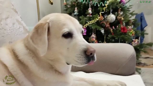 Посленовогодняя дрёма