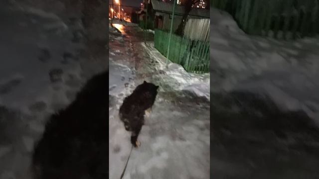 Ленивый пёс